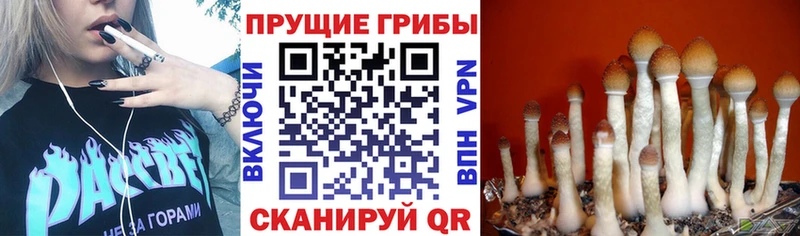 Галлюциногенные грибы Psilocybe Карталы